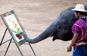 11岁大象绘制一盆花售价38英镑