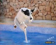 狗狗爱玩水的一瞬间