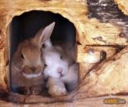 超级可爱的兔宝宝们~