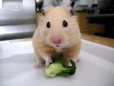 卡哇伊清纯小白鼠小短手吃白菜，表情丰富！
