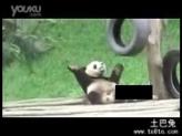 囧~超可爱熊猫自娱自乐跳艳舞！