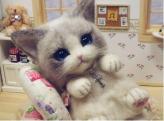 超可爱，戴美瞳的萌猫宝宝伤不起啊！