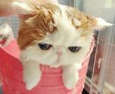 加菲猫洗澡到吹干全过程，超可爱！